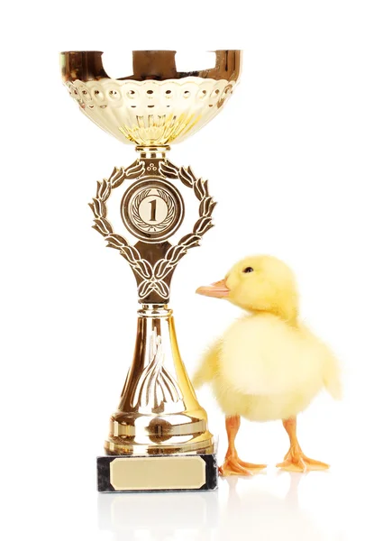 Puchar kaczątko i mistrz na białym tle — Zdjęcie stockowe