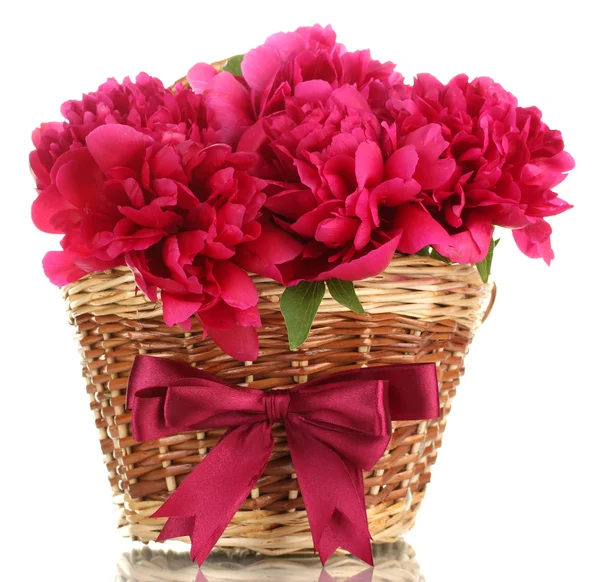 Belle peonie rosa in cesto con fiocco isolato su bianco — Foto Stock