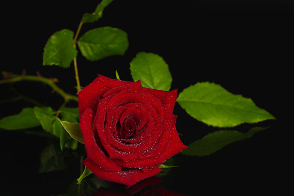 Red rose on black background close-up