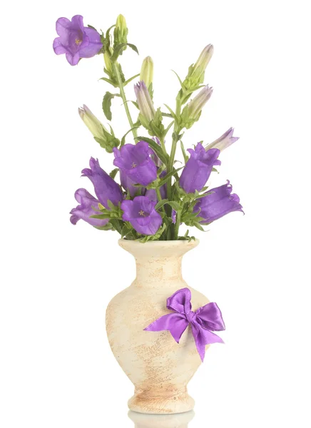 Сині квіти дзвінка у вазі ізольовані на білому — стокове фото