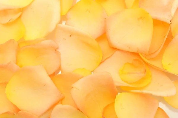 美丽的橙色玫瑰花瓣的背景 — 图库照片