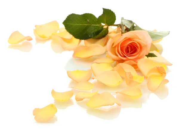 美丽的橙色玫瑰花瓣和孤立在白色的玫瑰 — 图库照片