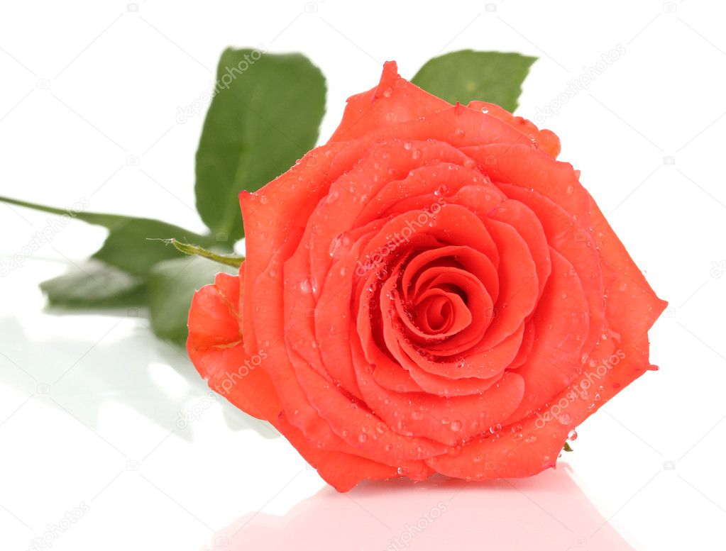 Beautiful rose isolated on white
