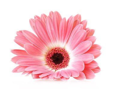 beyaz izole güzel pembe gerbera