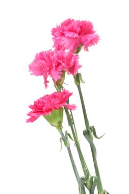 beyaz izole güzel pembe karanfil