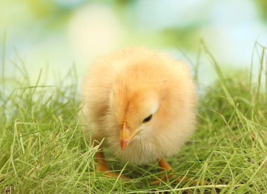 Beautiful little chicken on green grass in garden clipart