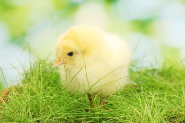 Bahçede yeşil çimenlerin üzerinde güzel küçük tavuk