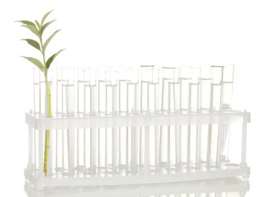 test tüpleri ile şeffaf bir çözüm ve beyaz arka plan yakın çekim izole bitki