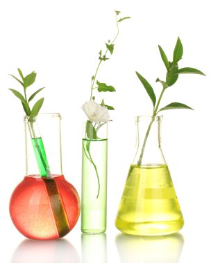 Test-tubes with a colorful solution and plant isolated on white close-up clipart