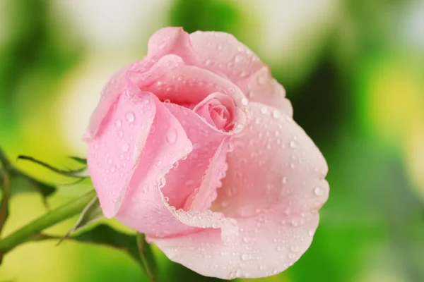 Růžová růže na zeleném pozadí — Stock fotografie