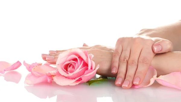 Rosa rosa com as mãos no fundo branco — Fotografia de Stock