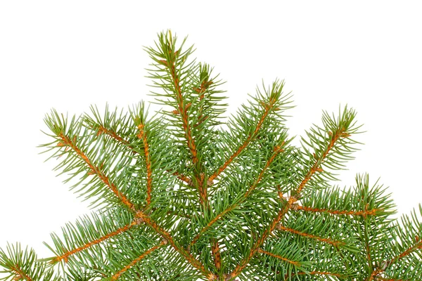 Grüner Weihnachtsbaum isoliert auf weiß — Stockfoto