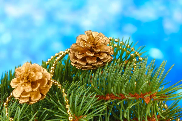 Groene kerstboom en kegels op blauw — Stockfoto