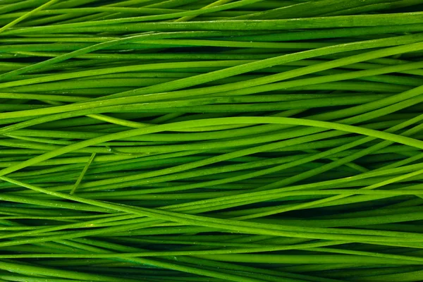 Vacker grön lök gräslök närbild — Stockfoto