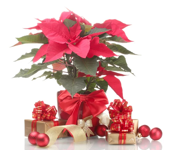 Beautiful poinsettia in flowerpot, New Year's balls and gifts isolated on white — Stock Photo, Image