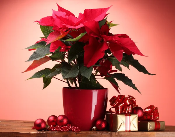 Schöner Weihnachtsstern im Blumentopf und Weihnachtskugeln und Geschenke auf Holztisch auf rotem Hintergrund — Stockfoto
