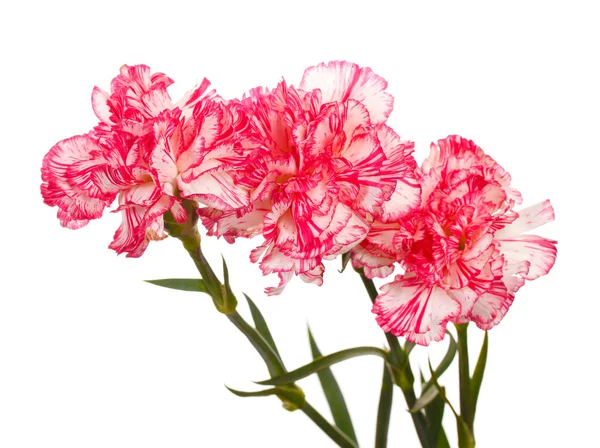 Beautiful carnations isolated on white — Stock Photo, Image