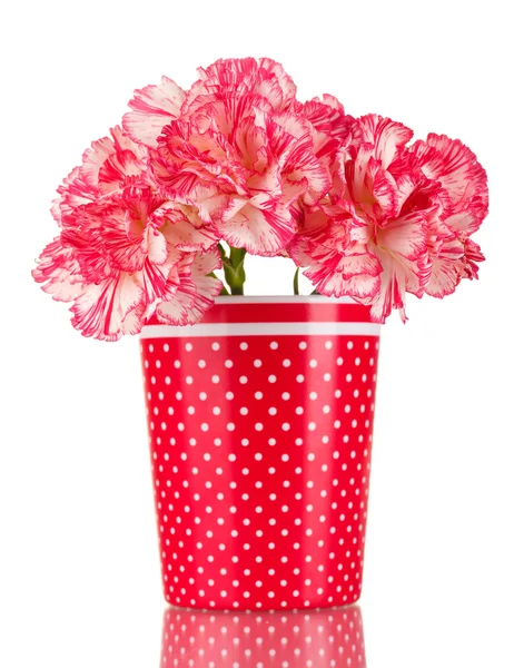 美丽的康乃馨在红色杯子上白色隔离 — 图库照片