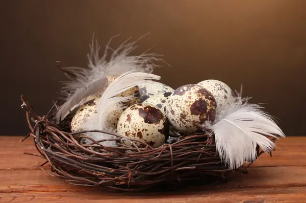 Перепелині яйця в гнізді на дерев'яному столі на коричневому фоні — стокове фото