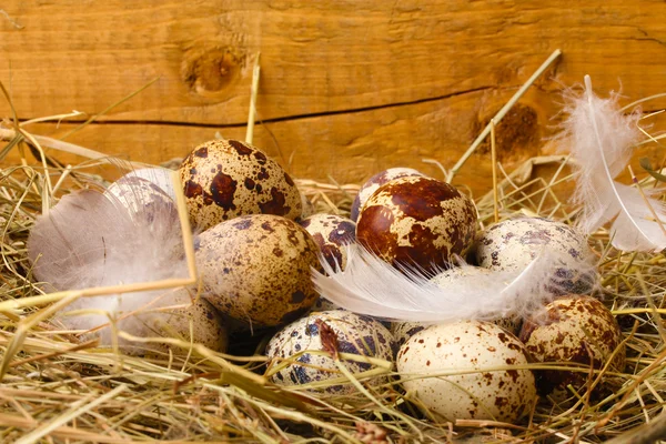 Křepelčí vejce v hnízdě na dřevěném pozadí — Stock fotografie