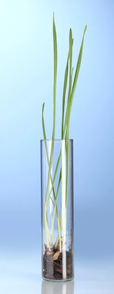 Green grass growing in tube on blue background — Stock Photo, Image