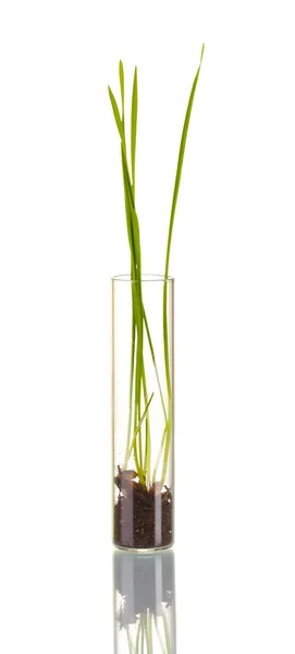 Green grass growing in tube isolated on white — Stock Photo, Image