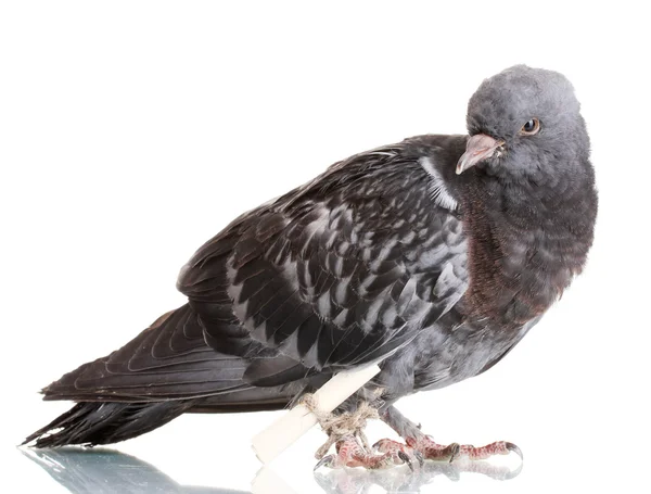 Um pombo-mensageiro cinzento isolado sobre branco — Fotografia de Stock