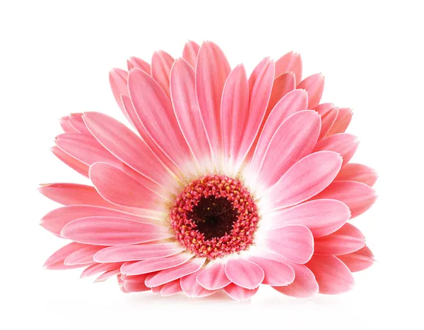 孤立在白色的美丽粉色非洲菊 — 图库照片
