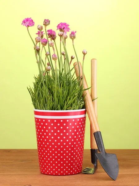 Flores cor-de-rosa em vaso com instrumentos em mesa de madeira sobre fundo verde — Fotografia de Stock
