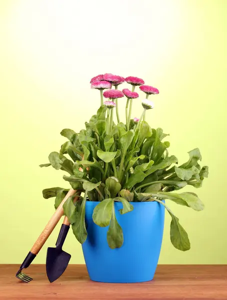 Rosa Blumen im Topf mit Instrumenten auf Holztisch auf grünem Hintergrund — Stockfoto