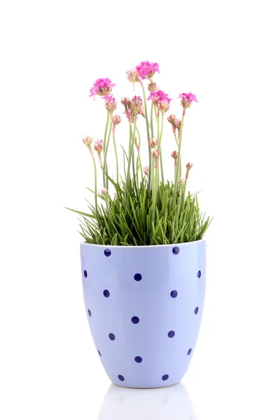 Fiori rosa in vaso isolati su bianco — Foto Stock