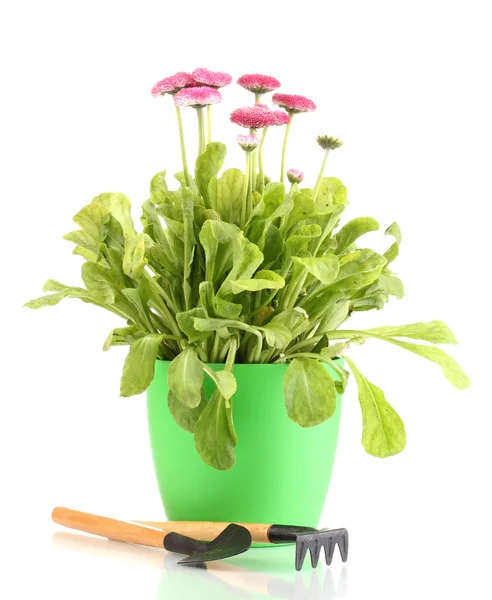 Daisy flowers in pot with instruments isolated on white — Stock Photo, Image