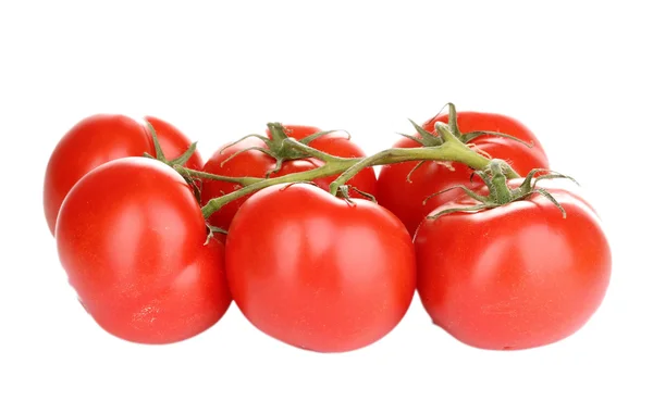 Beyaz izole dal taze domates — Stok fotoğraf