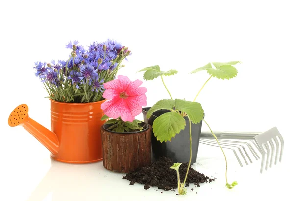 水まき缶、ツール、および白で隔離される植木鉢の植物 — ストック写真