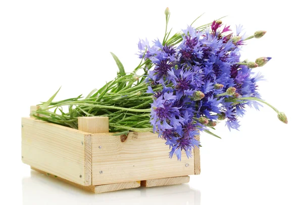 stock image Cornflowers in wooden box isolated on white