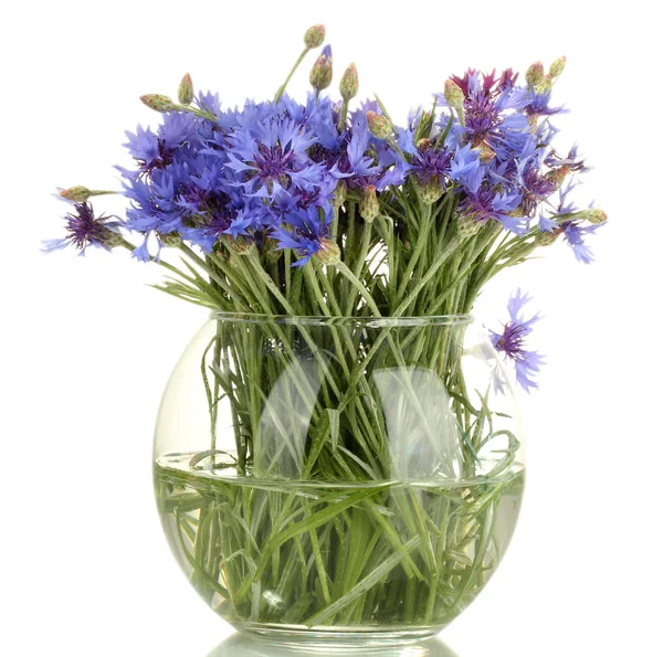 Flores de milho em vaso de vidro isolado em branco — Fotografia de Stock