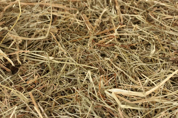 Golden hay texture background close-up — Stock Photo, Image