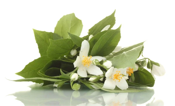 Beautiful jasmine flowers with leaves isolated on white — Stock Photo, Image