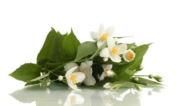 Beautiful jasmine flowers with leaves isolated on white — Stock Photo, Image