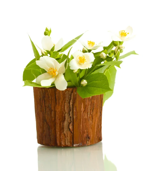 stock image Beautiful jasmine flowers in flowerpot isolated on white