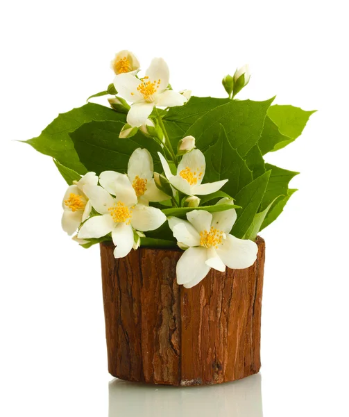 Belles fleurs de jasmin dans un vase isolé sur blanc — Photographie belchonock © #10814653