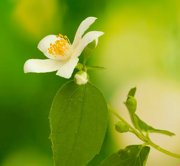 与朵美丽的茉莉花叶片绿色背景上 — 图库照片