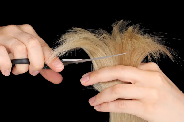Lśniące włosy blond w ręce fryzjera na czarnym tle — Zdjęcie stockowe