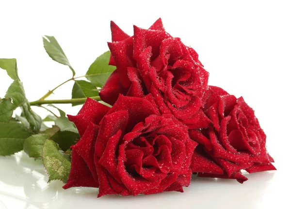 白で隔離される滴と 3 つの美しい赤いバラ — ストック写真