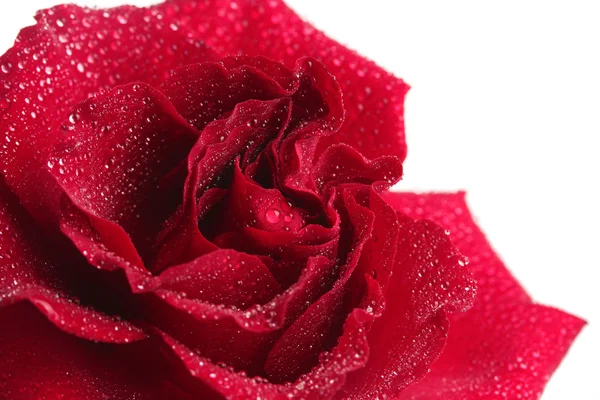 Rosa vermelha bonita com gotas isoladas no branco — Fotografia de Stock