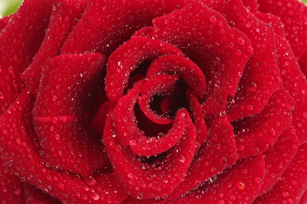 Beautiful red rose with drops close up — Stock Photo, Image