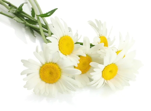美丽的雏菊花隔离在白色 — 图库照片