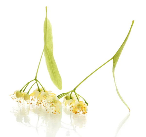 Гілка липових квітів ізольована на білому — стокове фото