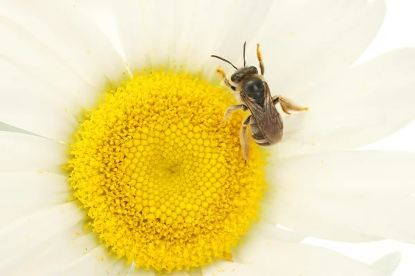 Bee on the daisy close-up — Stock Photo, Image