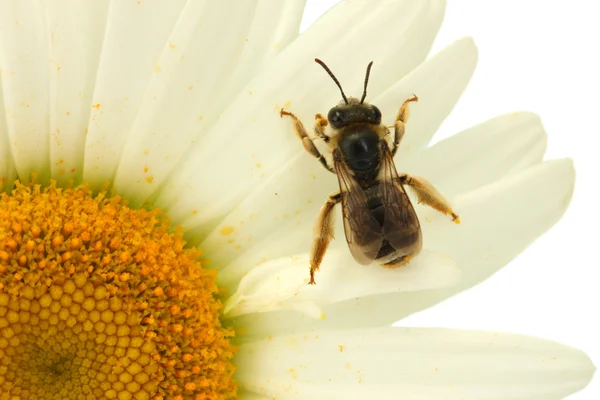 Пчела на ромашке крупным планом — стоковое фото